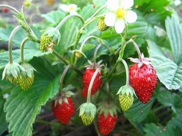 Интернет-магазин Gdesemena