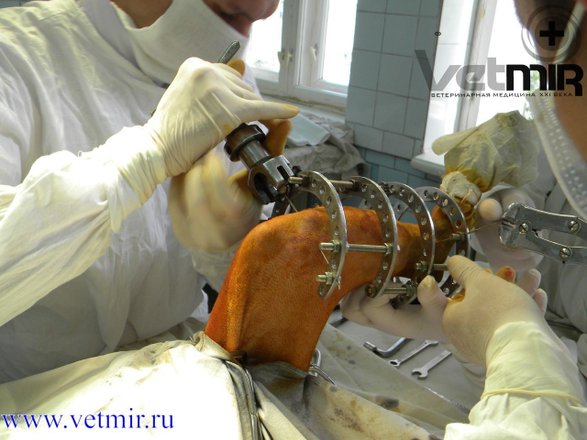 Ветеринарная клиника лечения и реабилитации животных Ветмир на улице Мусы Джалиля