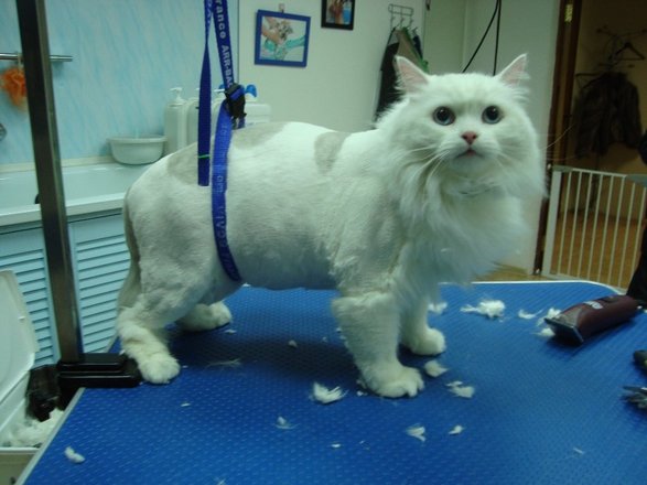 Груминг-салон Гав & Мяу на Авиамоторной улице