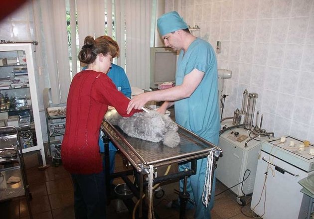 Первомайский ветеринарный центр, АО на Сиреневом бульваре